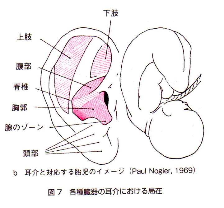 耳と胎児の対応マップ（ノジェ博士 1969年）