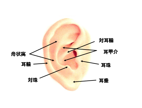 耳の部位名称図