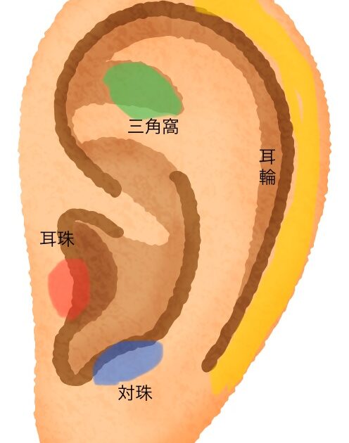 耳つぼの位置がわかりやすくなる。耳の部位の名前を覚えよう！