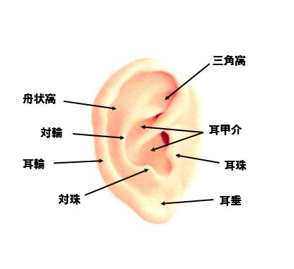 【保存版】耳つぼの位置 完全ガイド｜目的別マップと初心者向けの探し方